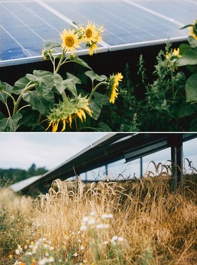 Solcelleparken vil blive beplantet med regionale blomster og græsenge på en naturvenlig måde for at øge biodiversiteten.